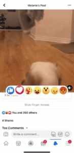 A row of different reactions floating on top of a video of a laying puppy