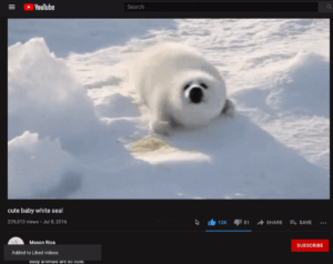 A blue thumbs up button, along with a thumbs down button to the right of it, right below "cute baby white seal" video